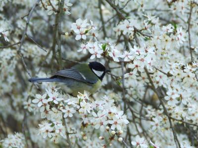 Прикрепленное изображение: Ss2.jpg